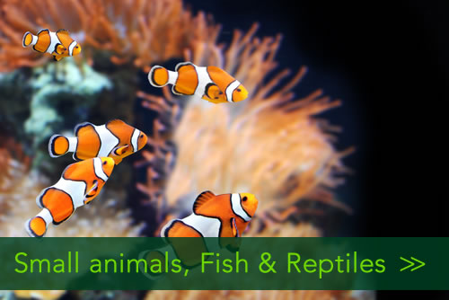  Homeandpetsitters4u - Small animals Fish & Reptiles/